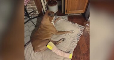 Effingham students help a dog find his stride after being diagnosed with terminal cancer