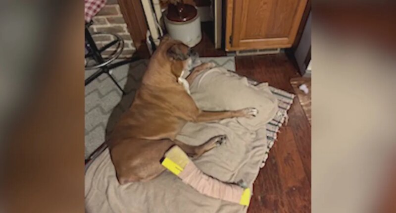 Effingham students help a dog find his stride after being diagnosed with terminal cancer