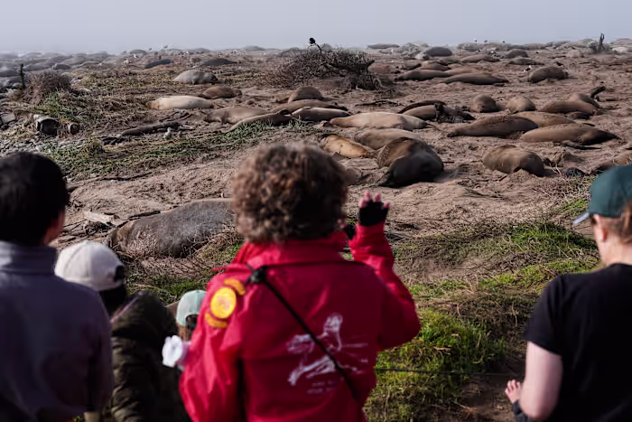 Elephant seals return to Año Nuevo State Park. Visitors watch battling bulls and 75-pound pups