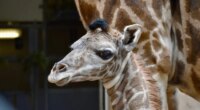 Endangered giraffe dies in 'very tragic and unfortunate incident' at zoo