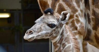 Endangered giraffe dies in 'very tragic and unfortunate incident' at zoo