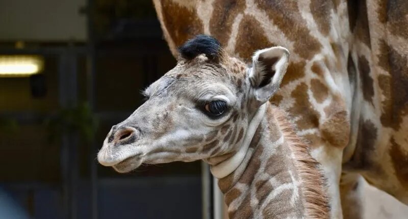 Endangered giraffe dies in 'very tragic and unfortunate incident' at zoo