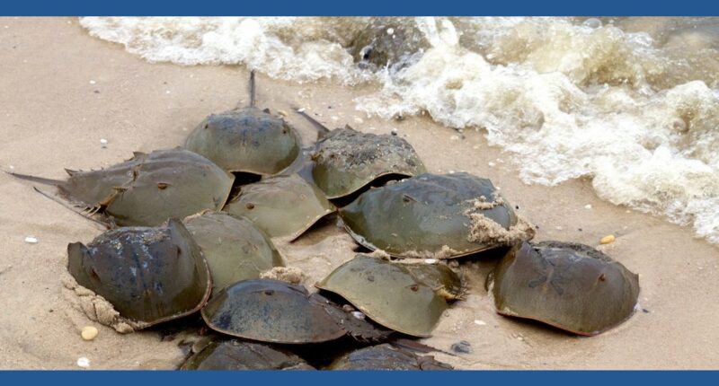 Environmental groups announce lawsuit to list horseshoe crabs as endangered