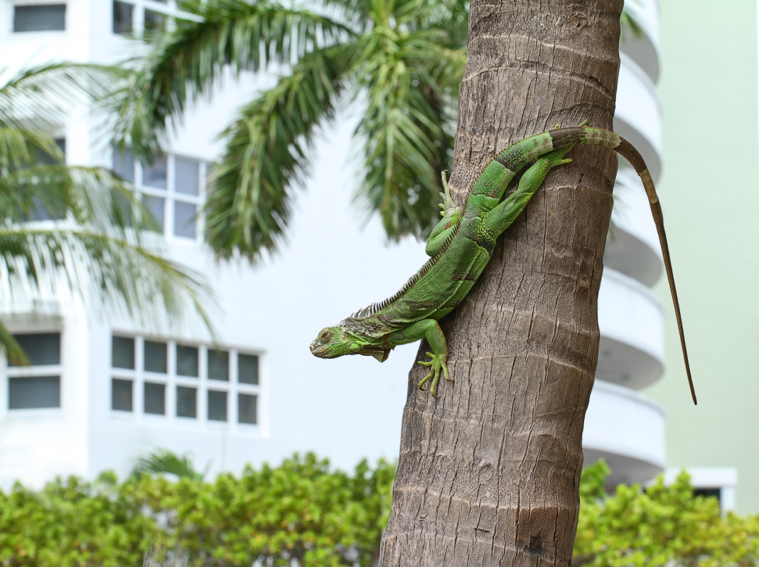 FWC issues executive order on cold-stunned iguanas