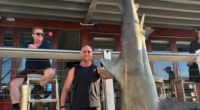 Fishermen snare 150kg bull shark in Sydney Harbour