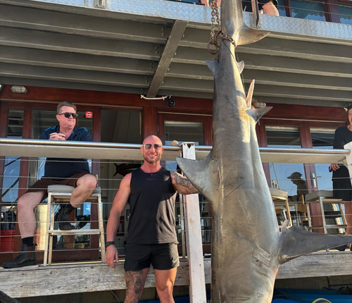 Fishermen snare 150kg bull shark in Sydney Harbour