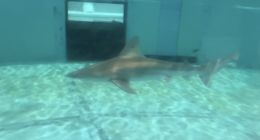 Fishing device aimed at keeping sharks away from your catch sees promising results