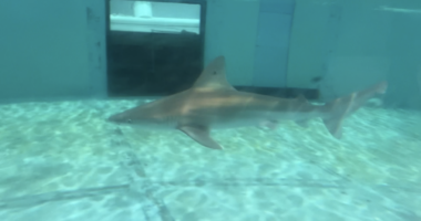 Fishing device aimed at keeping sharks away from your catch sees promising results