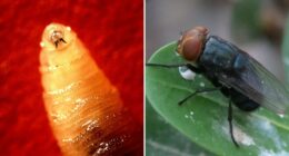 Flesh-eating fly case near Texas border triggers alarms for state ranchers