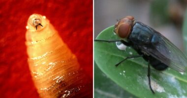 Flesh-eating fly case near Texas border triggers alarms for state ranchers