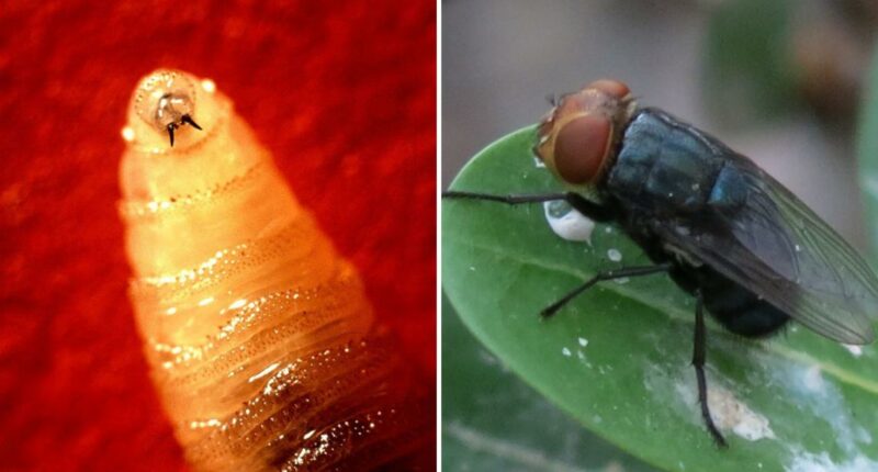 Flesh-eating fly case near Texas border triggers alarms for state ranchers