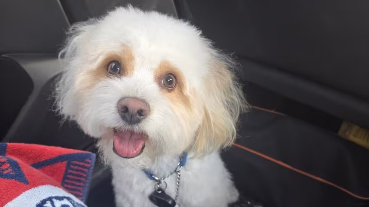 Former cop arrested after 'poisoning ex-girlfriend's Maltese poodle'