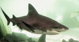 Bull sharks are known to be more aggressive than other species of shark.