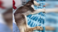 Freezing husky found under bridge dies, two people arrested