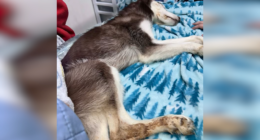 Freezing husky found under bridge dies, two people arrested