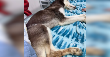 Freezing husky found under bridge dies, two people arrested