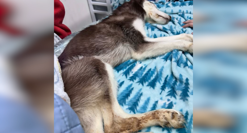 Freezing husky found under bridge dies, two people arrested