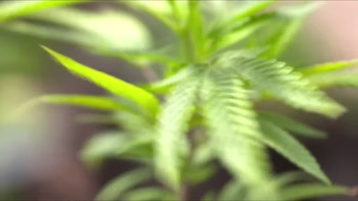 Here’s where the state of Florida stands on recreational marijuana