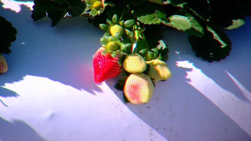 Hillsborough berry farmers work overtime readying for weekend freeze