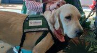 Local children's hospital welcomes new facility dog named Popcorn
