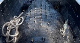 A massive 4.9-metre saltwater crocodile has been spotted at a popular swimming spot in the Northern Territory at the height of the wet season.