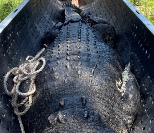A massive 4.9-metre saltwater crocodile has been spotted at a popular swimming spot in the Northern Territory at the height of the wet season.