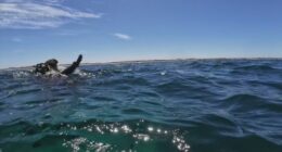 Mates emerge to every 'diver's worst nightmare'