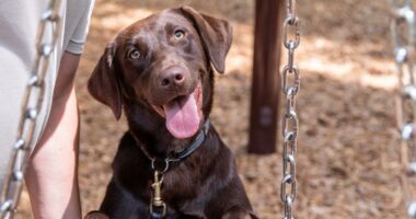 New on-campus veterinary clinic means faster care for service dogs at K9s For Warriors