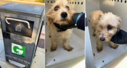 Officer rescues puppy from trash compactor, then adopts him
