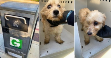 Officer rescues puppy from trash compactor, then adopts him