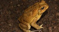 One of Aussie outback's last strongholds against cane toads to fall