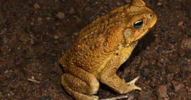 One of Aussie outback's last strongholds against cane toads to fall