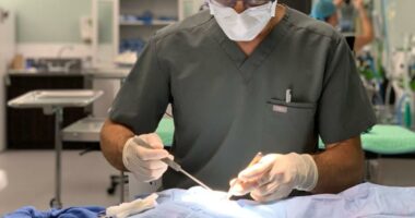 Operation Big Fix: Clinic launches free spay and neuter program for Duval County dogs