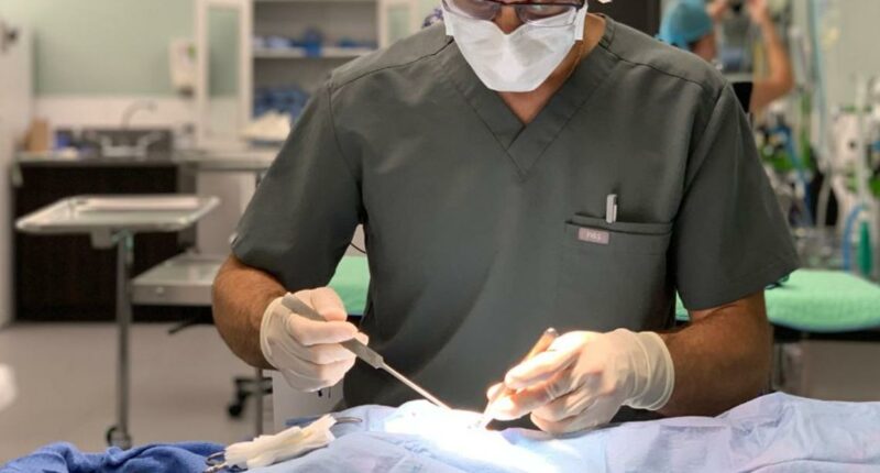 Operation Big Fix: Clinic launches free spay and neuter program for Duval County dogs