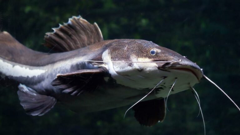 Over 300,000 pounds of catfish illegally harvested in Kentucky, 25 people facing charges