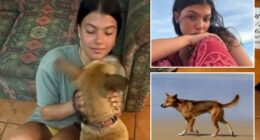 Remains found in hunt for backpacker two years on from mystery disappearance after phone discovery sparked new search