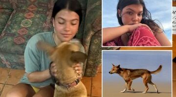 Remains found in hunt for backpacker two years on from mystery disappearance after phone discovery sparked new search