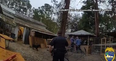 Rooster-fighting ring busted: Neighbor recalls the signs, crime expert weighs in