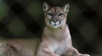 Runner fought off mountain lion with stick just weeks before fatal attack on same Colorado trail