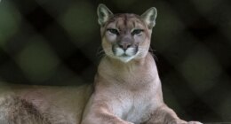 Runner fought off mountain lion with stick just weeks before fatal attack on same Colorado trail