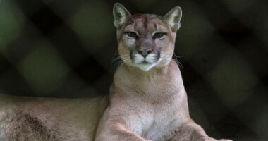 Runner fought off mountain lion with stick just weeks before fatal attack on same Colorado trail