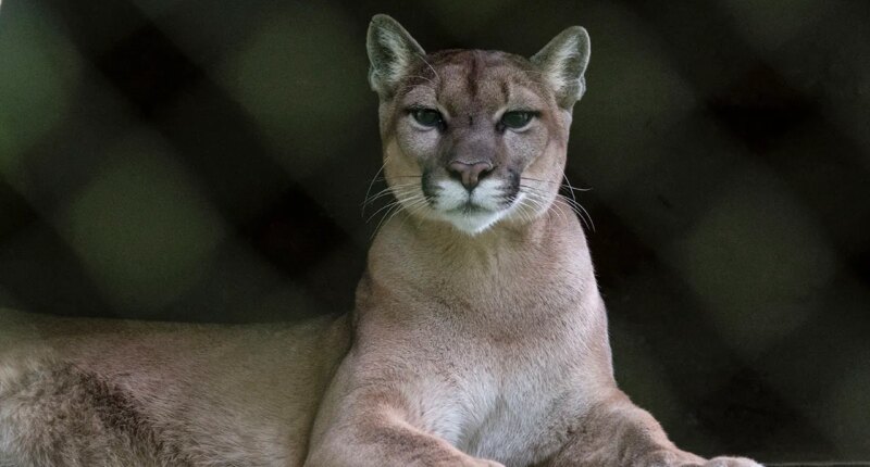 Runner fought off mountain lion with stick just weeks before fatal attack on same Colorado trail