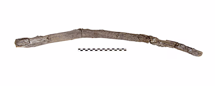 Scientists recover the oldest wooden tools from a site in Greece