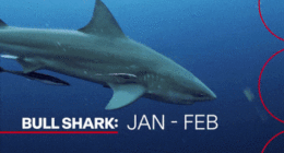 Shark bites seem to be on the rise, but Aussies don't know the whole story