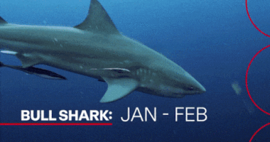 Shark bites seem to be on the rise, but Aussies don't know the whole story