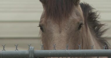 St. Augustine debates horse-drawn carriages amid horse illness and animal rights outcry
