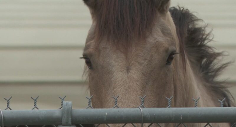 St. Augustine debates horse-drawn carriages amid horse illness and animal rights outcry