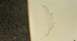 Surfer in hospital after fourth NSW shark attack