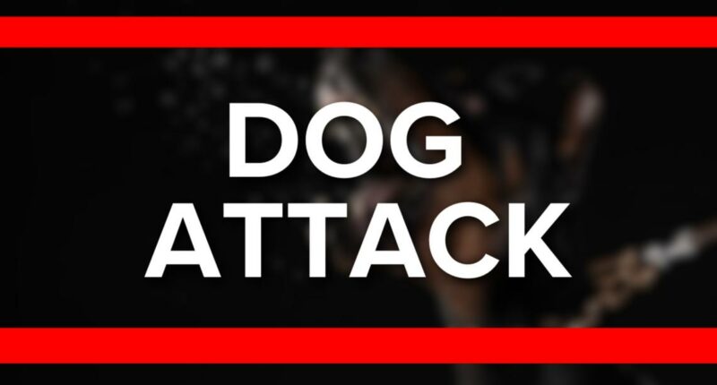 Two Clay County deputies injured in on-duty dog attack: CCSO