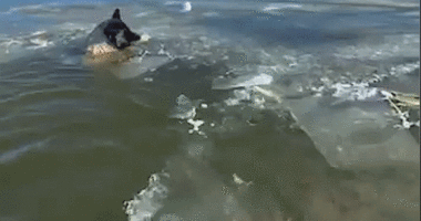 Video captures emergency crews rescuing dog trapped in icy lake during single-digit temperatures